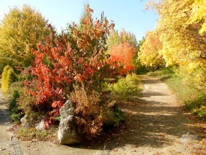 Золотая осень в ботаническом саду Братиславы