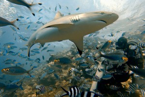 Дайвинг с акулами на Фиджи: увлекательное приключение для бесстрашных