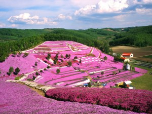 Хицужияма — парк цветущих флоксов и сакур