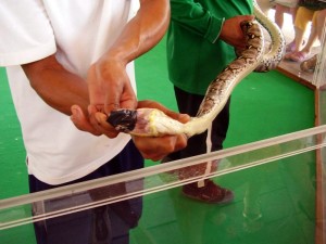 Змеиная ферма в Паттайе: развлечение или лечение?