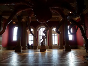 Огромный осьминог в выставочном зале Океанографического музея Монако