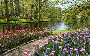 В зависимости от погодных условий Кейкенкоф открыт примерно с середины марта до середины мая (Голландия)