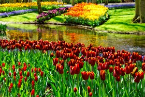 Цветы, зелень и вода в красивейшем сочетании (Голландия)