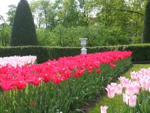 Тюльпановая аллея в верхнем парке