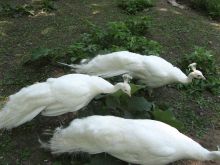 Белые павлины, очень красивые птицы