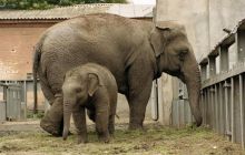 Слоненок Дюк. Третий детеныш индийских слонов в Одесском зоопарке