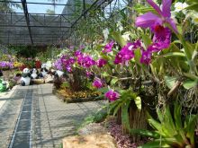 Галерея из орхидей в оранжерее Нонг Нуч