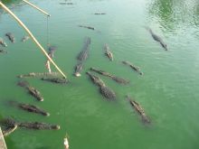 Кормление крокодилов на крокодильей ферме в парке камней