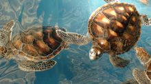 Черепахи в аквариуме Пхукета