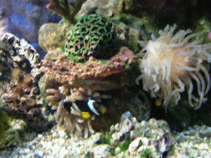 Подводный мир Сочинской акватории