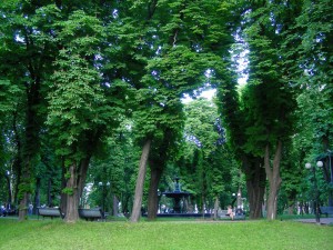 Мариинский парк. Зелень вековых деревьев.  (Киев и область)