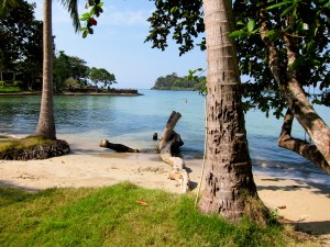 Стволы величественных пальм на фоне бухты (Тайланд)