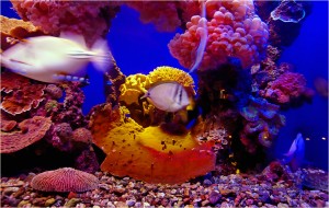 Подводный мир Красного моря,открывающийся посетителям "Марина-Парка"