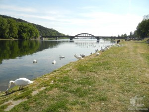 На набережной реки Ваг обнаружилось более 45 лебедей