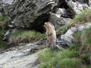 Любопытные сурки - один из символов национального парка Высокий Тауэрн (Австрия)