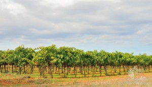 Мигель Хайме собирает почти 20 тысяч кг винограда в год, из которого он производит около 13 тысяч литров вина
