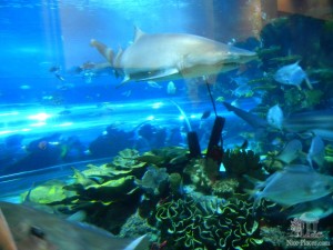 Аквариум с акулами и скатами в будапештском Океанариуме. Люди на заднем плане находятся в тоннеле аквариума