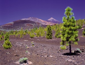 Канарские сосны хорошо растут в вулканической почве острова Тенерифе (Испания)