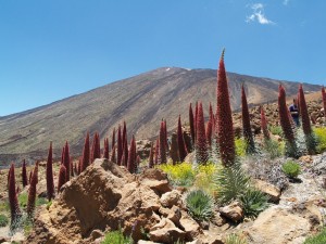 Это необычное растение, называемое буглос Тенерифе или красный буглос растет исключительно на острове Тенерифе (Испания)