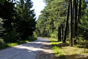 По всему Национальному Парку Куршская коса вдоль и поперек раскинулись такие вот дороги, дорожки и тропинки среди глухого плотного леса.