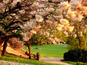 Цветение сакуры в городском парке Фрайбурга (Seepark) (Германия)