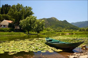 Заболоченная часть Скадарского озера у города Вирпазар (Черногория)