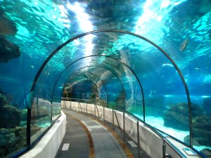 Стеклянный туннель длиной 80 метров в Барселонском аквариуме