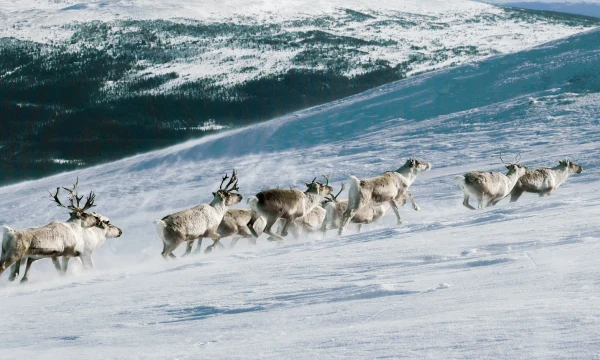 Турпоток на Чукотку вдвое превысил число жителей региона по итогам 2025 года Турпоток на Чукотку вдвое превысил число жителей региона по итогам 2025 года