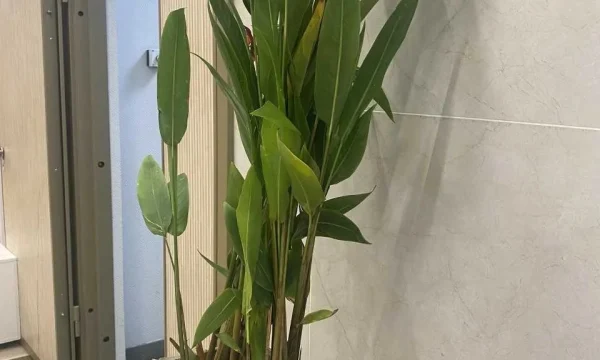 В аэропорту Красноярска у туристов изъяли саженец из Вьетнама В аэропорту Красноярска у туристов изъяли саженец из Вьетнама