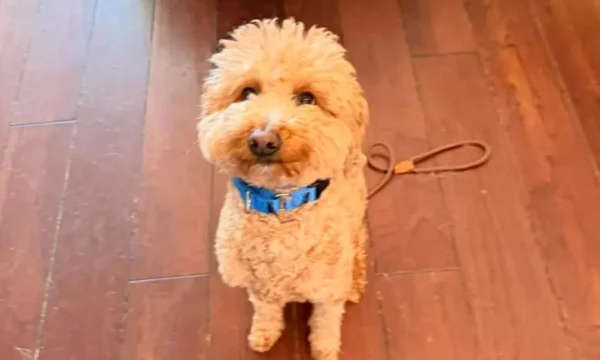 Пассажирка бросила свою собаку в аэропорту и попала в полицию Пассажирка бросила свою собаку в аэропорту и попала в полицию