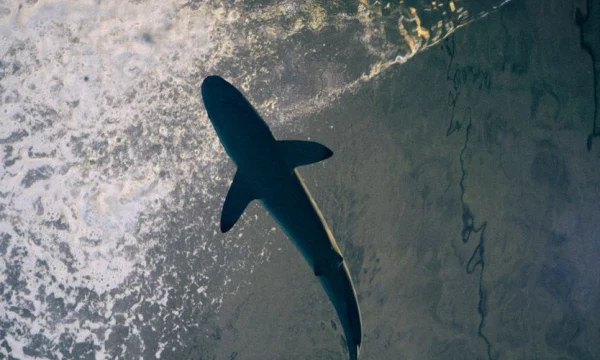 Испанский турист пострадал от акулы на Мальдивах Испанский турист пострадал от акулы на Мальдивах
