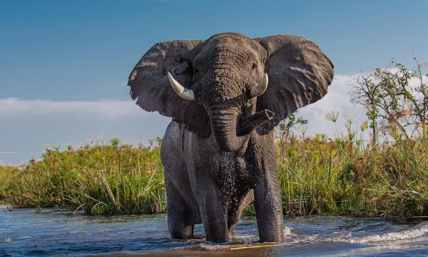 Слон насмерть растоптал владельца сафари-парка в ЮАР во время экскурсии с туристами Слон насмерть растоптал владельца сафари-парка в ЮАР во время экскурсии с туристами