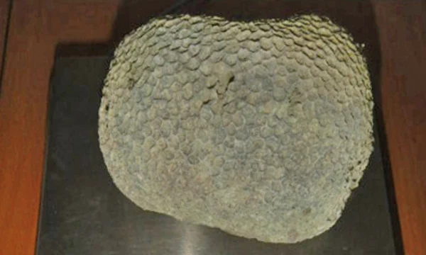 Турист получил два протокола за редкий коралл из Дубая Турист получил два протокола за редкий коралл из Дубая