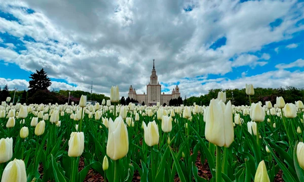 Спрос на цветочный туризм вырос на треть: туристы нашли альтернативу Японии Спрос на цветочный туризм вырос на треть: туристы нашли альтернативу Японии